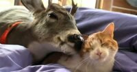 Small Deer Finds His Best Caregiver – This Sweet Cat After Being Rejected By His Mother!