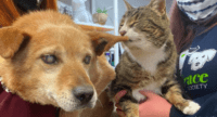 The Blind Dog And His ‘Eyes’ Best Friend Were Adopted Together In The Best House.
